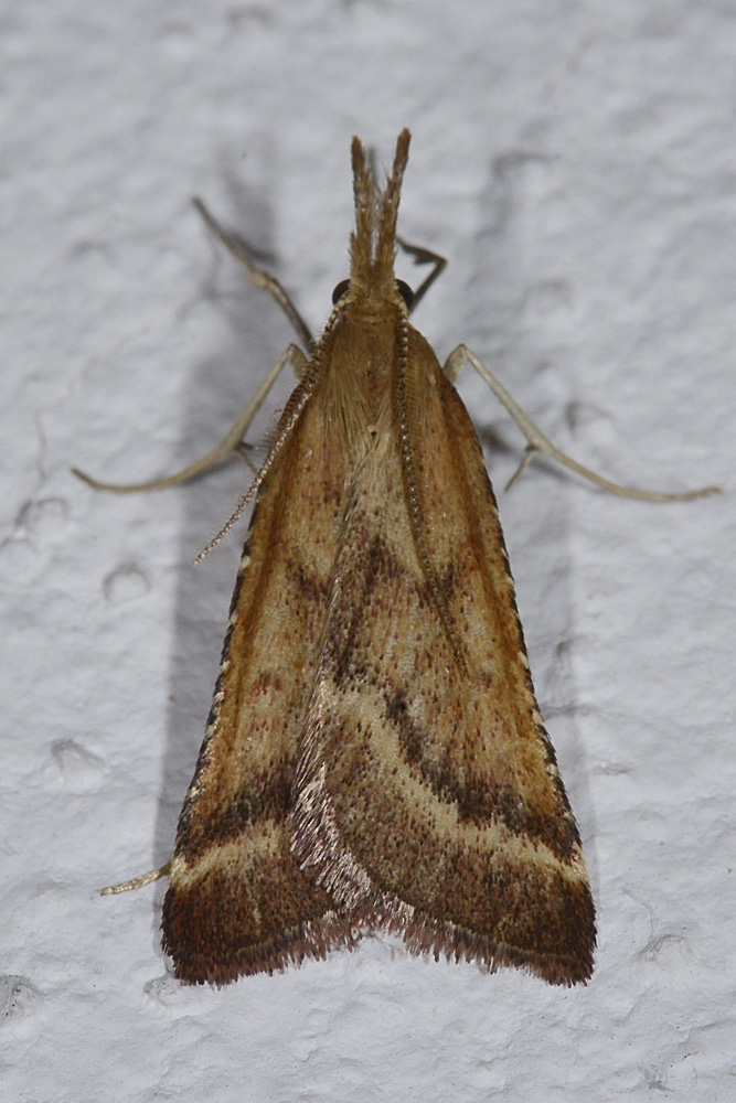 Synaphe punctalis